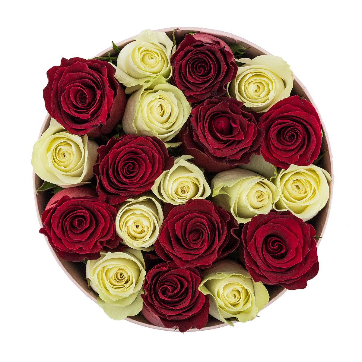 Special Edition Burgundy Flocked Box with White & Red Live Roses Special Edition Burgundy Flocked Box with White & Red Live Roses - Image 2