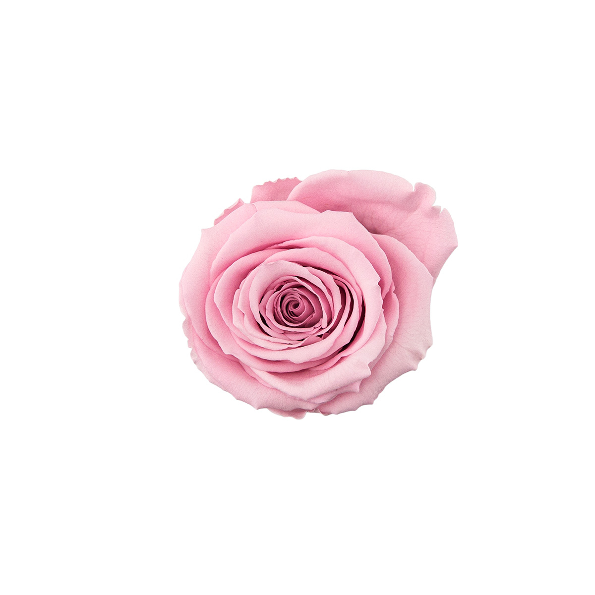 Bladoróżowa Wieczna Róża Prezent Czarny Mini Flokowany Flower Box Bladoróżowa Wieczna Róża Prezent Czarny Mini Flokowany Flower Box - obrazek 2