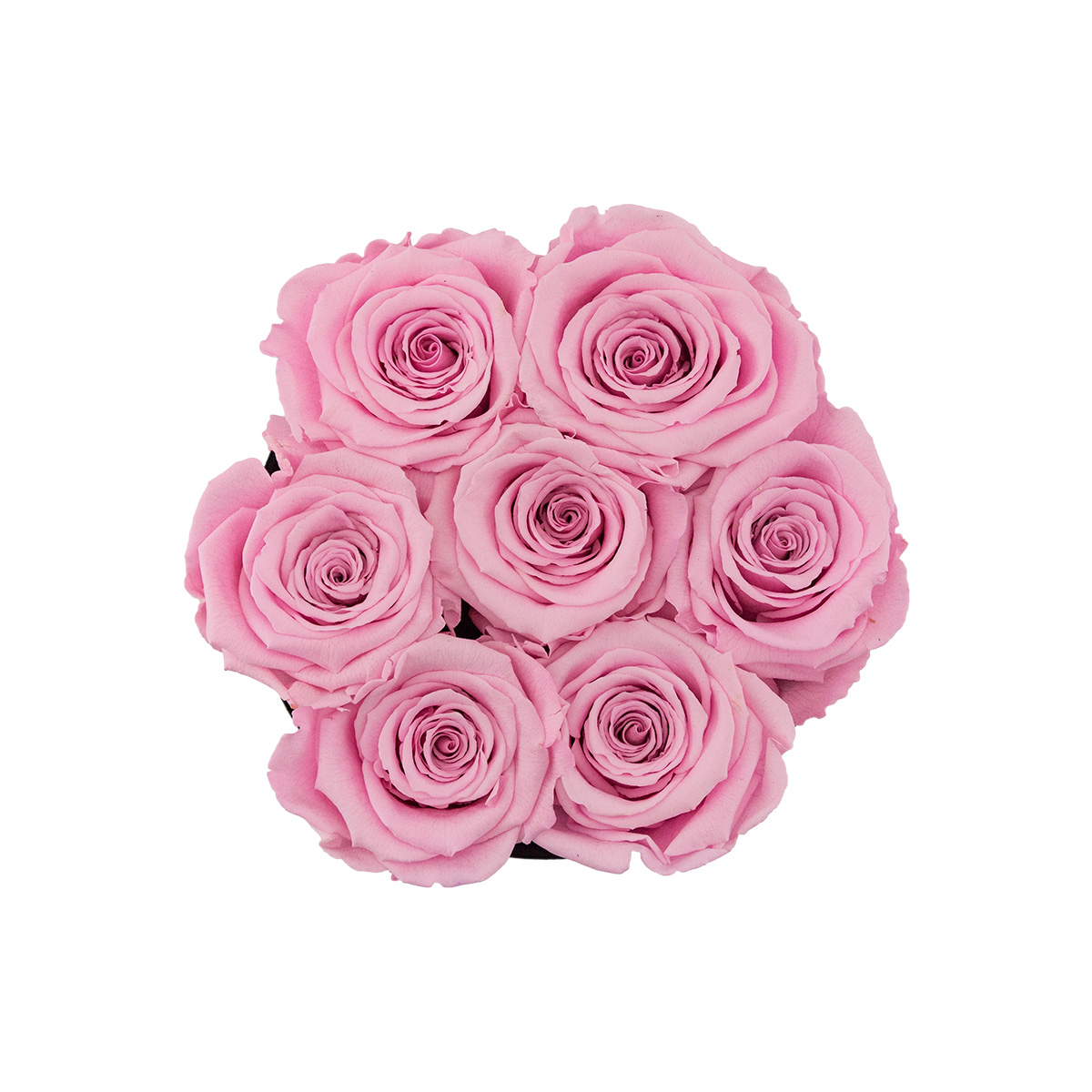 Bladoróżowe Wieczne Róże Czarny Mały Flowerbox Welurowy Bladoróżowe Wieczne Róże Czarny Mały Flowerbox Welurowy - obrazek 2